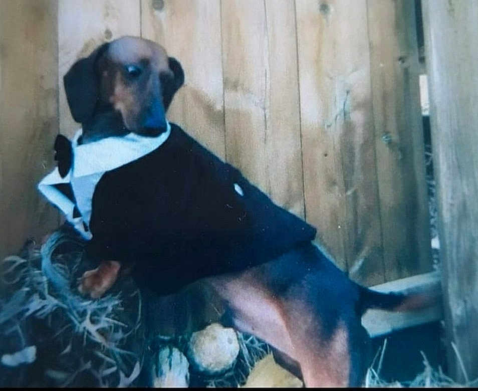 Copper is registered to the contest to win money with this photo: dog, dachshund, pet, tuxedo, bow_tie, costume, wooden_fence, outdoor, brown_coat, black_coat, tail, paws, sitting, looking_back, portrait, rustic, fabric, blur, garden, humorous