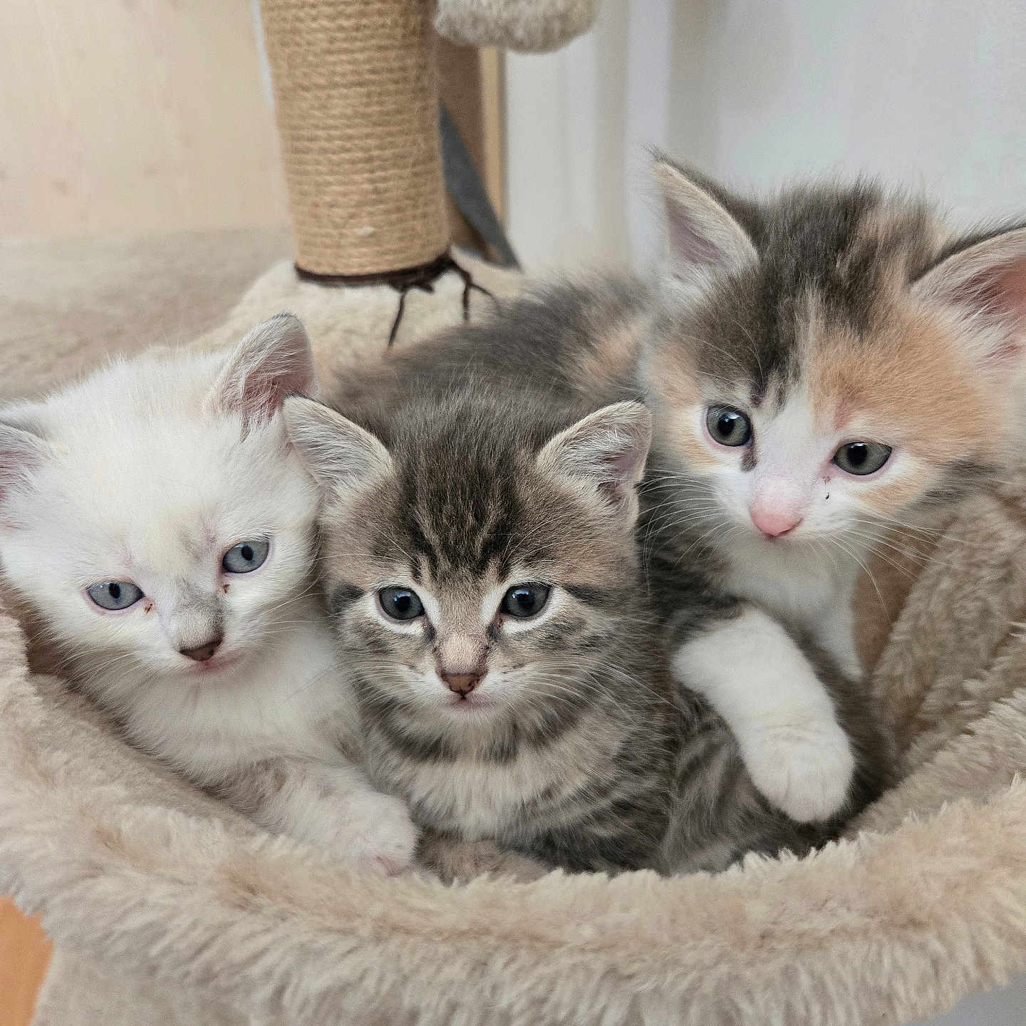 Te a rejoint le concours — aidez-le/la à gagner de superbes lots ! adorable, animal, cat, closeup, cozy, cute, domestic, fur, furry, hammock, indoor, kitten, pet, playful, resting, sleepy, snuggle, three, whiskers, young