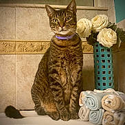Carl joined the competition — help win amazing prizes! cat, tabby_cat, purple_collar, rolled_towels, bathroom, vase, white_roses, decorative_tiles, indoor, pet, animal, fur, whiskers, tail, sitting, feline, domestic_cat, household, still_life, portrait