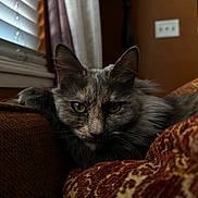 Kitty Meow is registered to the contest to win money with this photo: cat, closeup, couch, cozy, cushion, domestic_animal, ears, feline, fur, gray_cat, home_interior, indoor, patterned_fabric, pet, portrait, relaxed, resting, whiskers, window_blinds, yellow_eyes