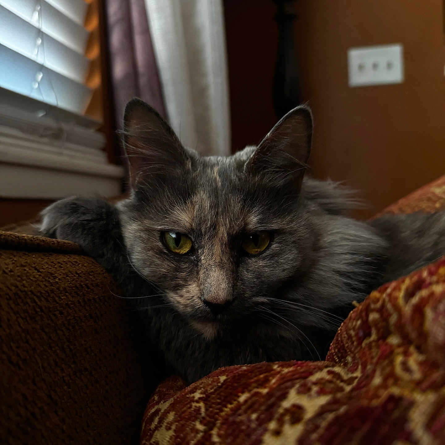 Kitty Meow is registered to the contest to win money with this photo: cat, closeup, couch, cozy, cushion, domestic_animal, ears, feline, fur, gray_cat, home_interior, indoor, patterned_fabric, pet, portrait, relaxed, resting, whiskers, window_blinds, yellow_eyes