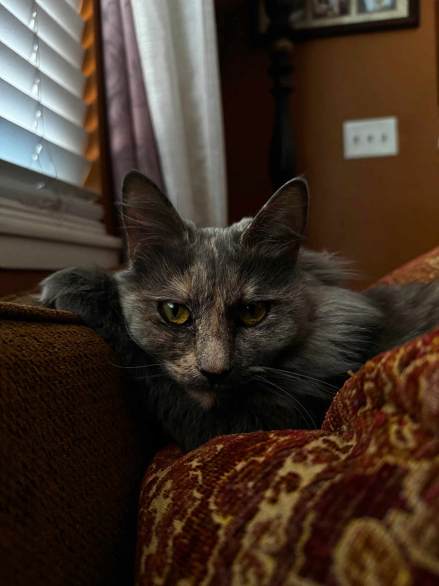 Kitty Meow is registered to the contest to win money with this photo: cat, closeup, couch, cozy, cushion, domestic_animal, ears, feline, fur, gray_cat, home_interior, indoor, patterned_fabric, pet, portrait, relaxed, resting, whiskers, window_blinds, yellow_eyes