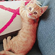 Caramel a rejoint le concours — aidez-le/la à gagner de superbes lots ! kitten, cat, orange_tabby, couch, cushion, home_interior, furniture, curious, pet, indoor, cozy, soft_texture, looking_at_camera, sitting, cute, young_cat, domestic_animal, whiskers, ears, tail