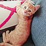 kitten, cat, orange_tabby, couch, cushion, home_interior, furniture, curious, pet, indoor, cozy, soft_texture, looking_at_camera, sitting, cute, young_cat, domestic_animal, whiskers, ears, tail