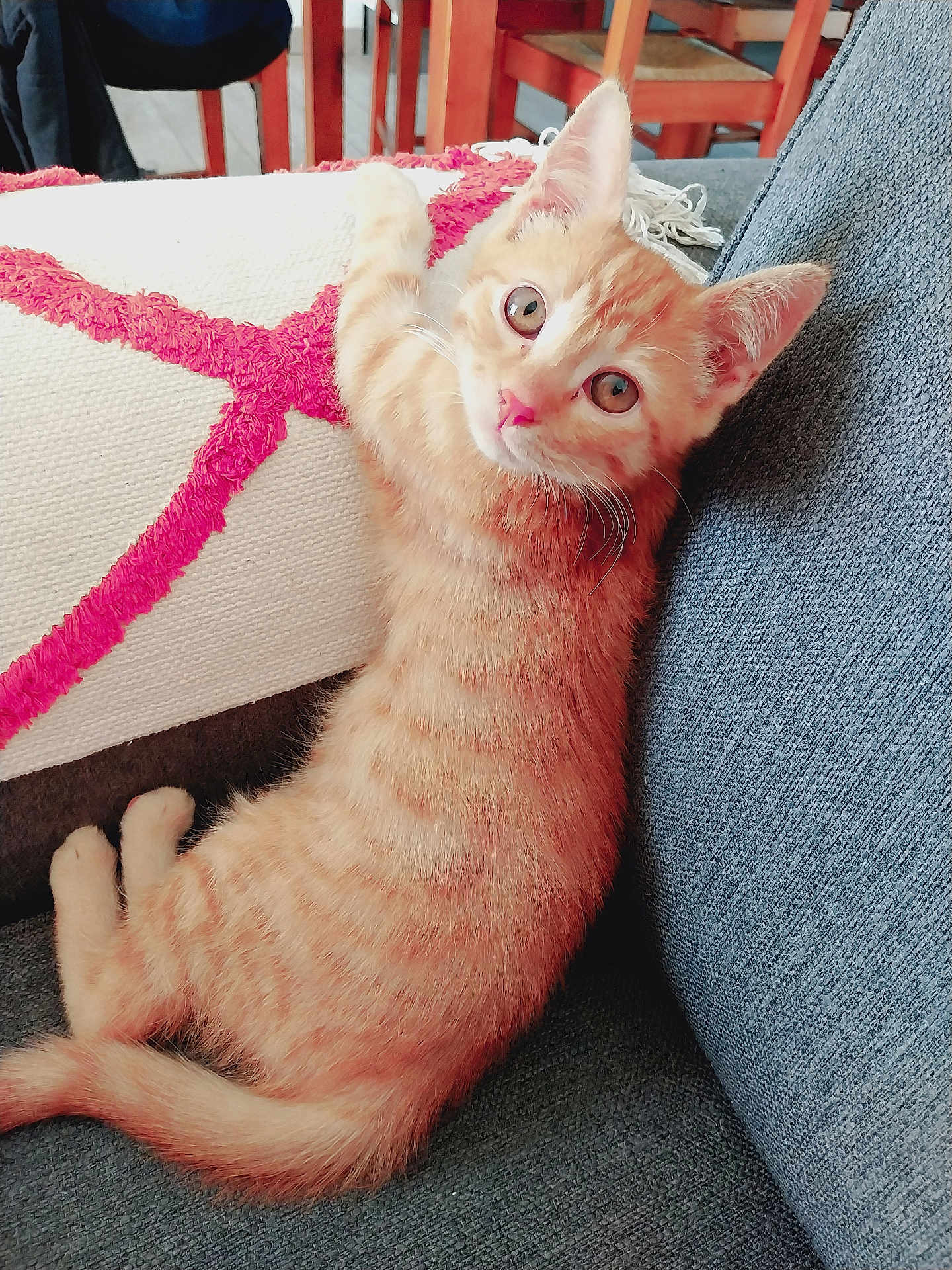 Caramel a rejoint le concours — aidez-le/la à gagner de superbes lots ! kitten, cat, orange_tabby, couch, cushion, home_interior, furniture, curious, pet, indoor, cozy, soft_texture, looking_at_camera, sitting, cute, young_cat, domestic_animal, whiskers, ears, tail
