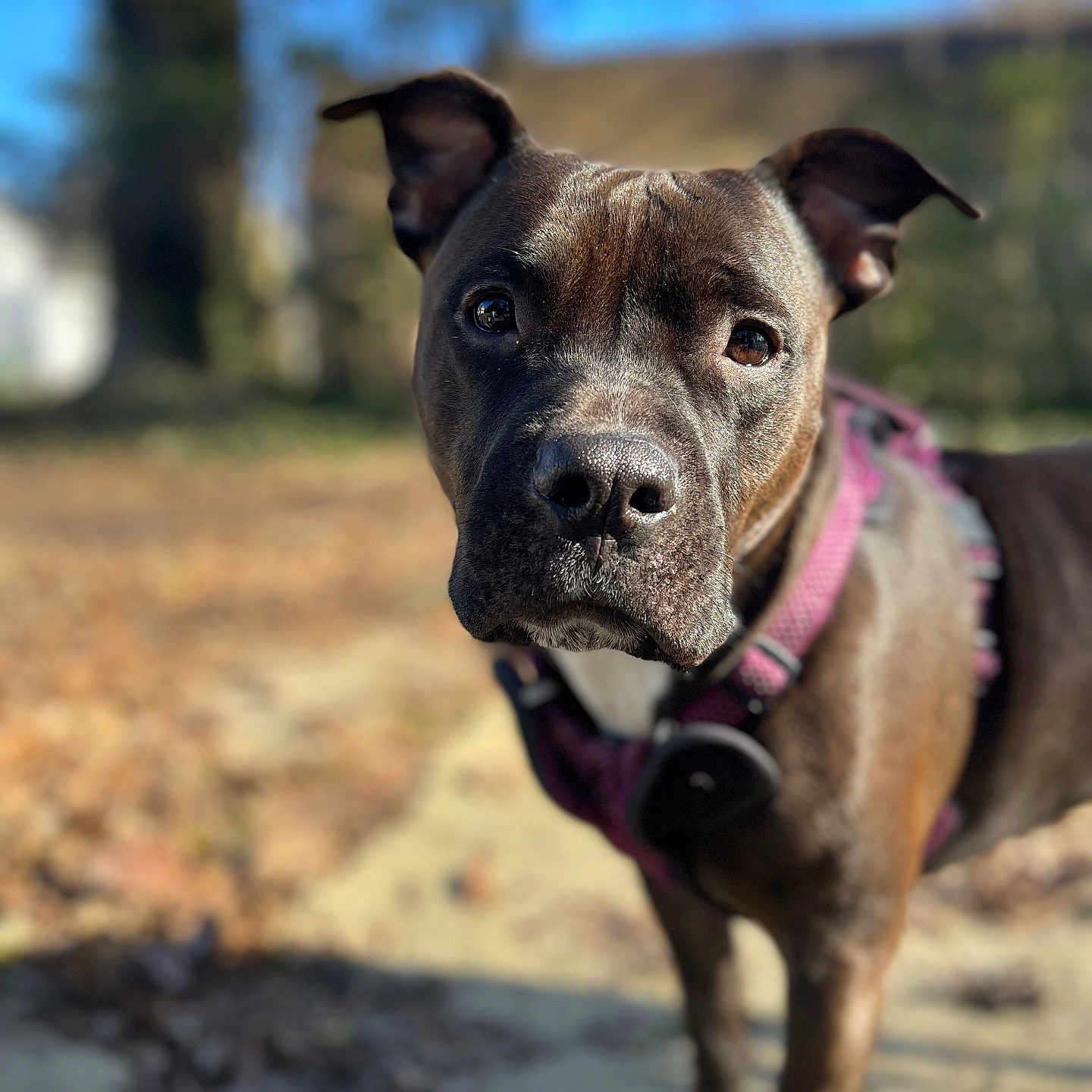Nova joined the competition — help win amazing prizes! animal, black_nose, blurred_background, canine, closeup, curious, daylight, dog, ears, eyes, fur, ground, leash, nature, outdoor, pet, portrait, purple_harness, standing, sunny