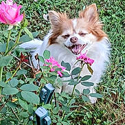 Shadow is registered to the contest to win money with this photo: dog, flower, rose, garden, grass, greenery, pet, happy, smiling, outdoor, nature, plant, leaf, bush, canine, fur, small_dog, closeup, spring, sunlight
