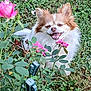 dog, flower, rose, garden, grass, greenery, pet, happy, smiling, outdoor, nature, plant, leaf, bush, canine, fur, small_dog, closeup, spring, sunlight