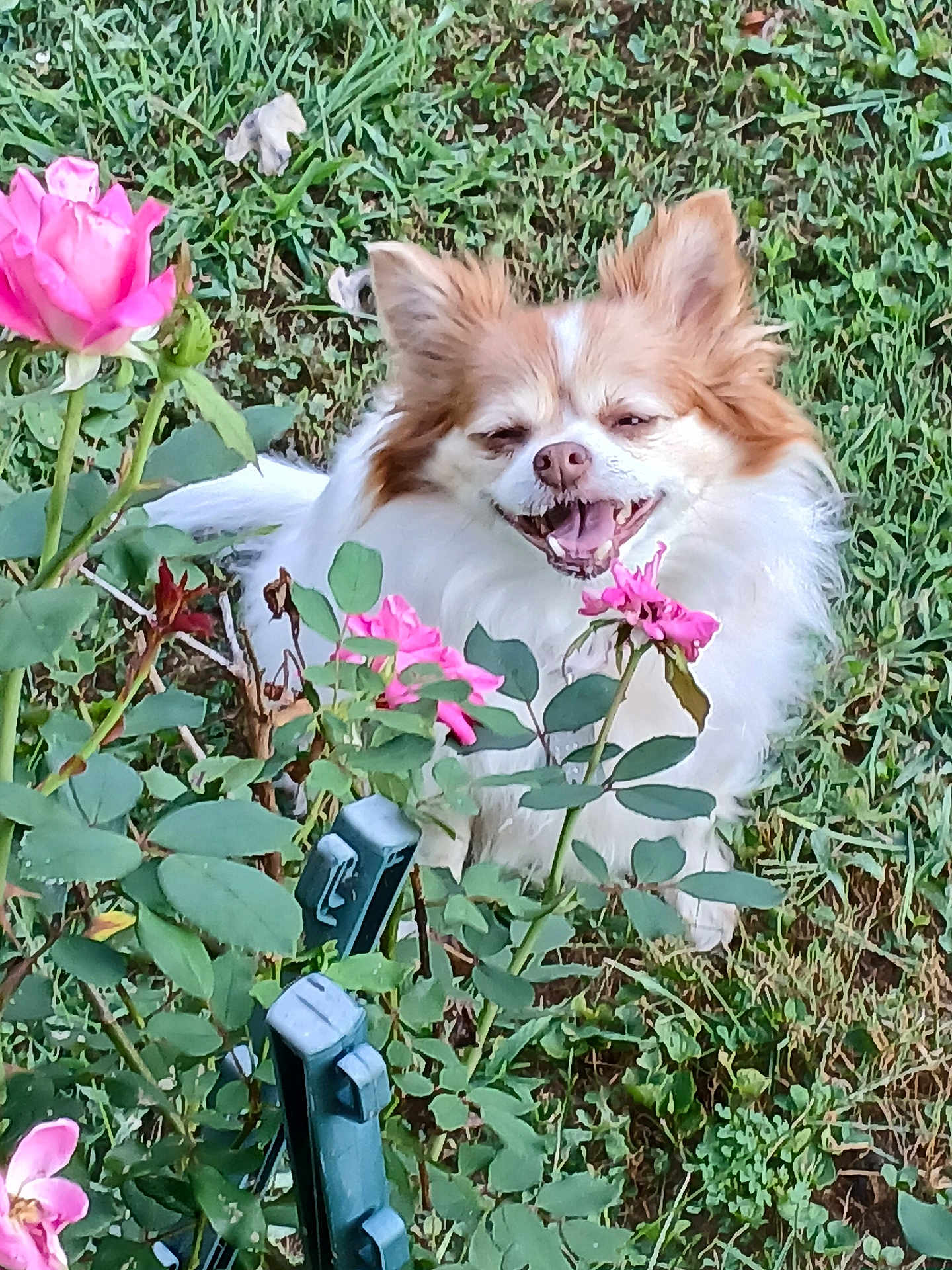 Shadow is registered to the contest to win money with this photo: dog, flower, rose, garden, grass, greenery, pet, happy, smiling, outdoor, nature, plant, leaf, bush, canine, fur, small_dog, closeup, spring, sunlight