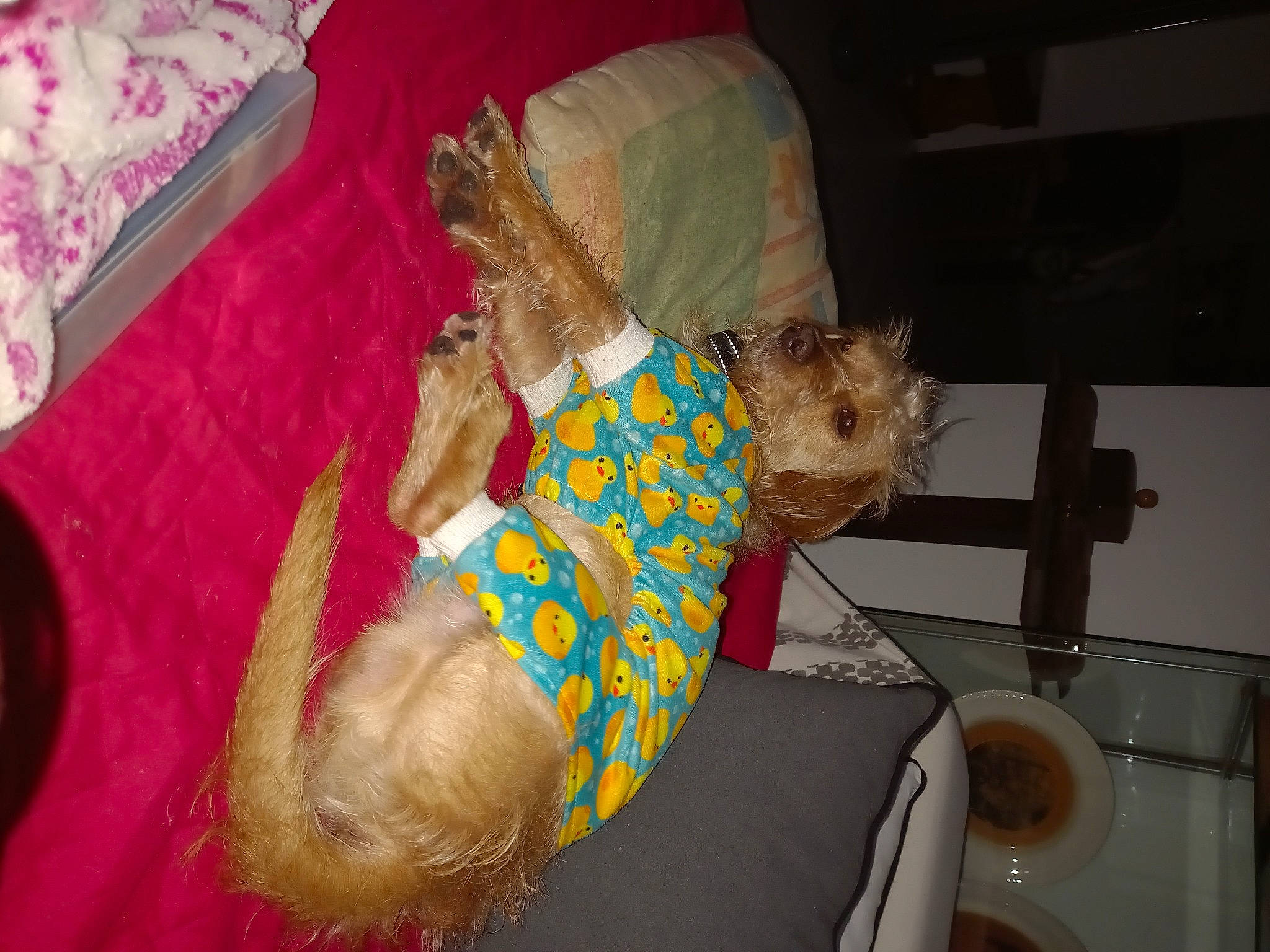 Bandit participe au concours pour gagner de l'argent avec cette photo : child, comfort, companion_dog, dog, elbow, event, fawn, fun, fur, human_leg, lap, leisure, linens, room, sitting, sporting_group, t_shirt, textile, thigh, wrist