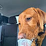 Rex is registered to the contest to win money with this photo: dog, car_interior, plastic_cup, close_up, licking, brown_dog, pet, seatbelt, hand, treat, canine, window, seat, collar, leash, whiskers, nose, fur, animal, indoor
