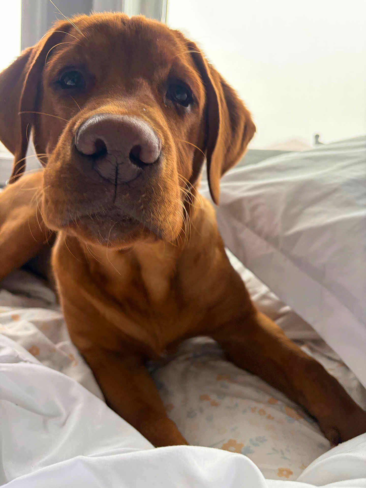 Rex joined the competition — help win amazing prizes! dog, brown_dog, pet, bed, blanket, indoor, close_up, canine, animal, resting, sleepy, window, soft_light, fur, cute, domestic_animal, whiskers, snout, ears, comfort