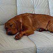 Rex is registered to the contest to win money with this photo: dog, sleeping, brown_dog, leather_couch, indoor, pet, relaxation, calm, cozy, fur, paw, rest, animal, domestic, side_view, quiet, nap, household, comfortable, cute