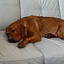 dog, sleeping, brown_dog, leather_couch, indoor, pet, relaxation, calm, cozy, fur, paw, rest, animal, domestic, side_view, quiet, nap, household, comfortable, cute