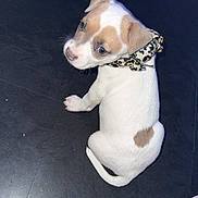 Xzna a rejoint le concours — aidez-le/la à gagner de superbes lots ! puppy, dog, white_fur, brown_spots, scarf, leopard_print, pet, floor, looking_back, curious, cute, small, sitting, indoor, animal, canine, paw, tail, shoe, casual