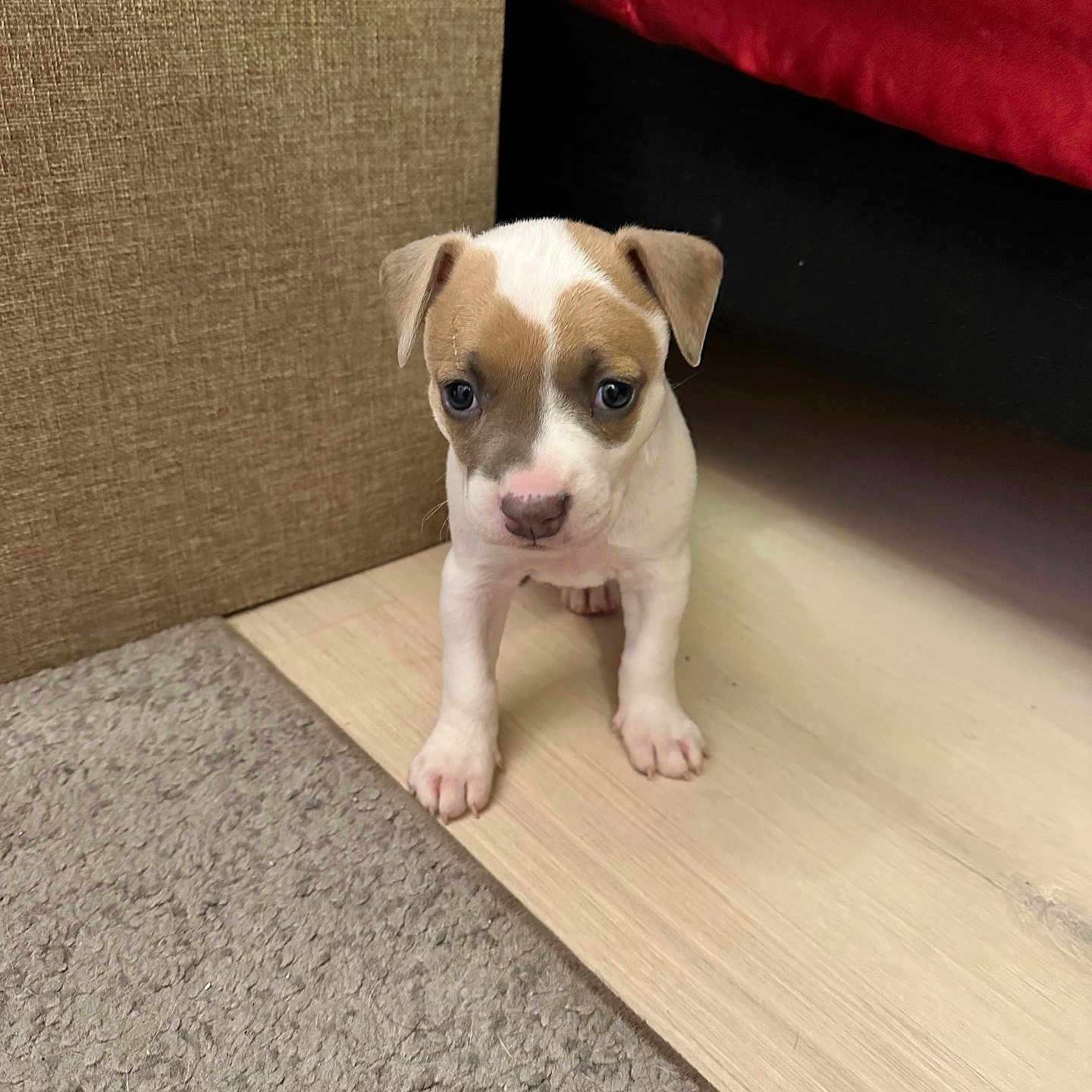 Xzna a rejoint le concours — aidez-le/la à gagner de superbes lots ! animal, brown, carpet, couch, curious, cute, dog, domestic, ears, floor, furniture, home, indoor, pet, portrait, puppy, small, white, wooden_floor, young