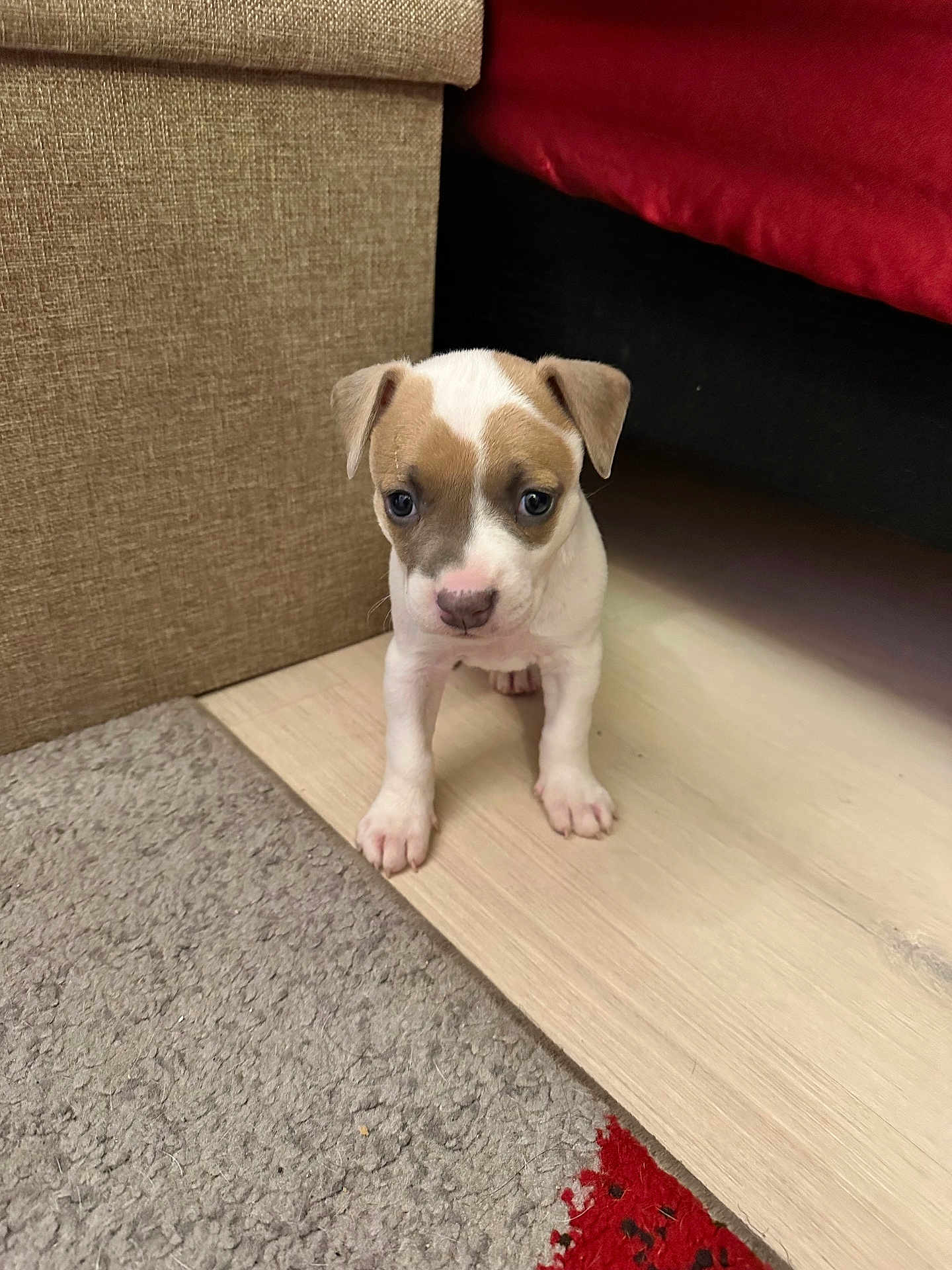 Xzna a rejoint le concours — aidez-le/la à gagner de superbes lots ! puppy, dog, floor, carpet, couch, indoor, pet, young, small, curious, brown, white, ears, cute, animal, portrait, furniture, home, wooden_floor, domestic