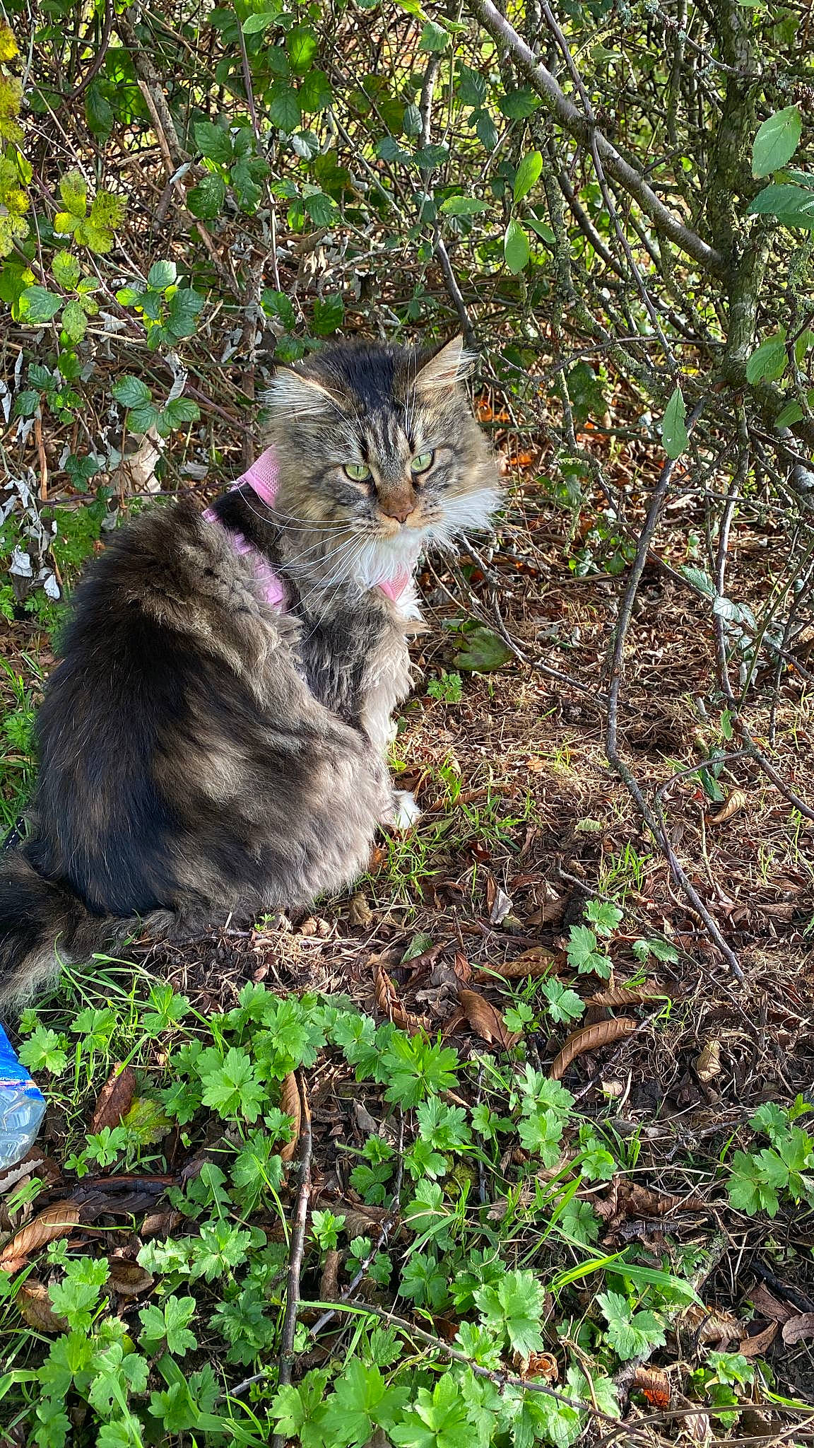 Raquel joined the competition — help win amazing prizes! carnivore, cat, domestic_short_haired_cat, fawn, felidae, fur, grass, groundcover, herb, plant, shrub, sitting, small_to_medium_sized_cats, snout, soil, tail, terrestrial_animal, tree, whiskers, wildlife