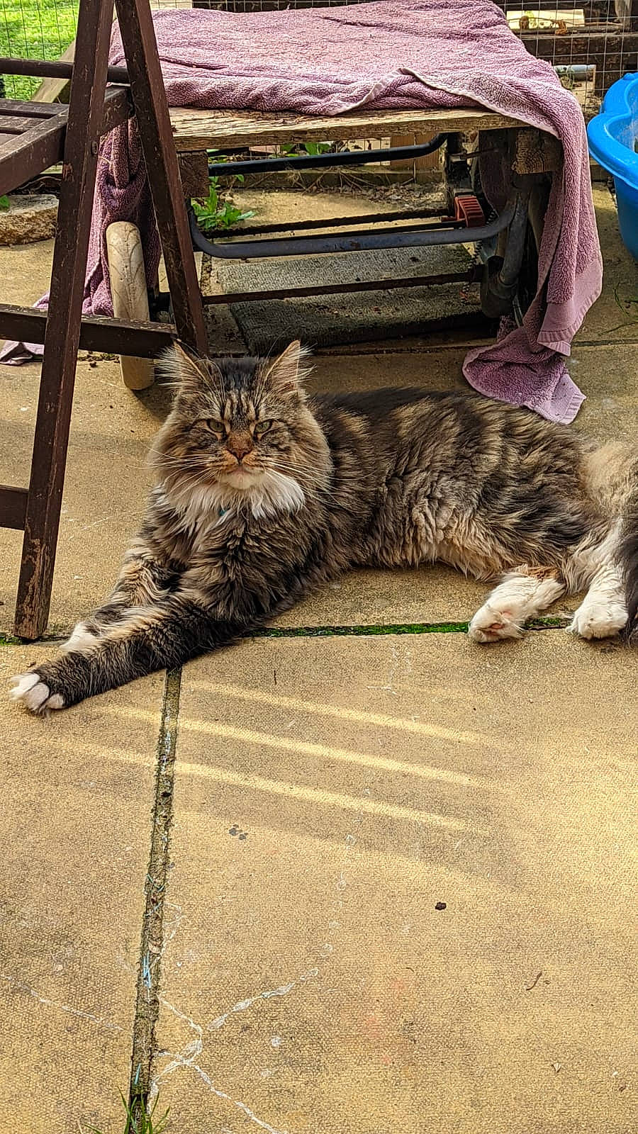 Raquel joined the competition — help win amazing prizes! bench, carnivore, cat, domestic_short_haired_cat, felidae, flooring, fur, grass, human_leg, metal, plant, road_surface, sidewalk, sitting, small_to_medium_sized_cats, tail, terrestrial_animal, tree, whiskers, wood