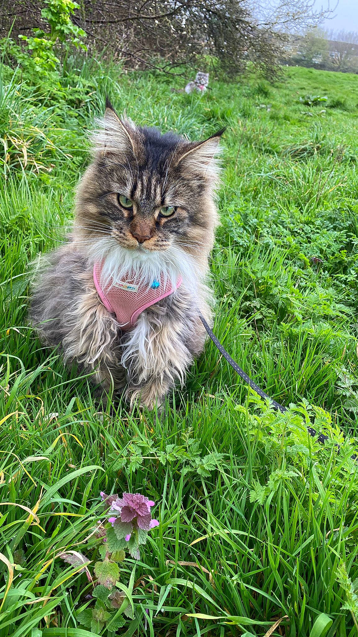 Raquel joined the competition — help win amazing prizes! carnivore, cat, domestic_short_haired_cat, felidae, flower, fur, grass, grass_family, grassland, groundcover, herbaceous_plant, lawn, meadow, plant, small_to_medium_sized_cats, snout, tail, terrestrial_animal, tree, whiskers