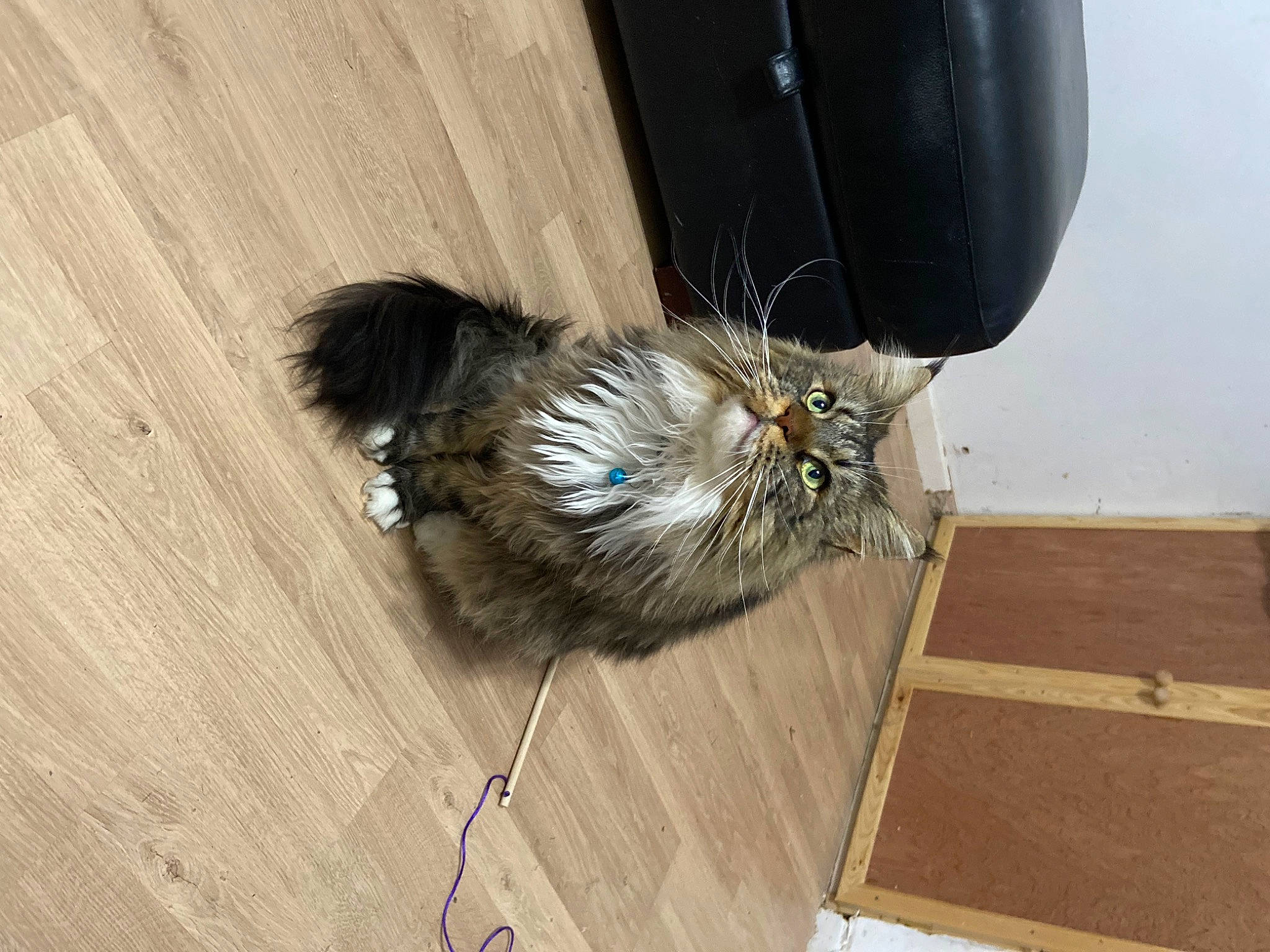 Raquel is registered to the contest to win money with this photo: automotive_tire, carnivore, cat, claw, domestic_short_haired_cat, felidae, floor, flooring, fur, hardwood, laminate_flooring, plank, small_to_medium_sized_cats, tail, terrestrial_animal, tire, whiskers, wood, wood_flooring, wood_stain