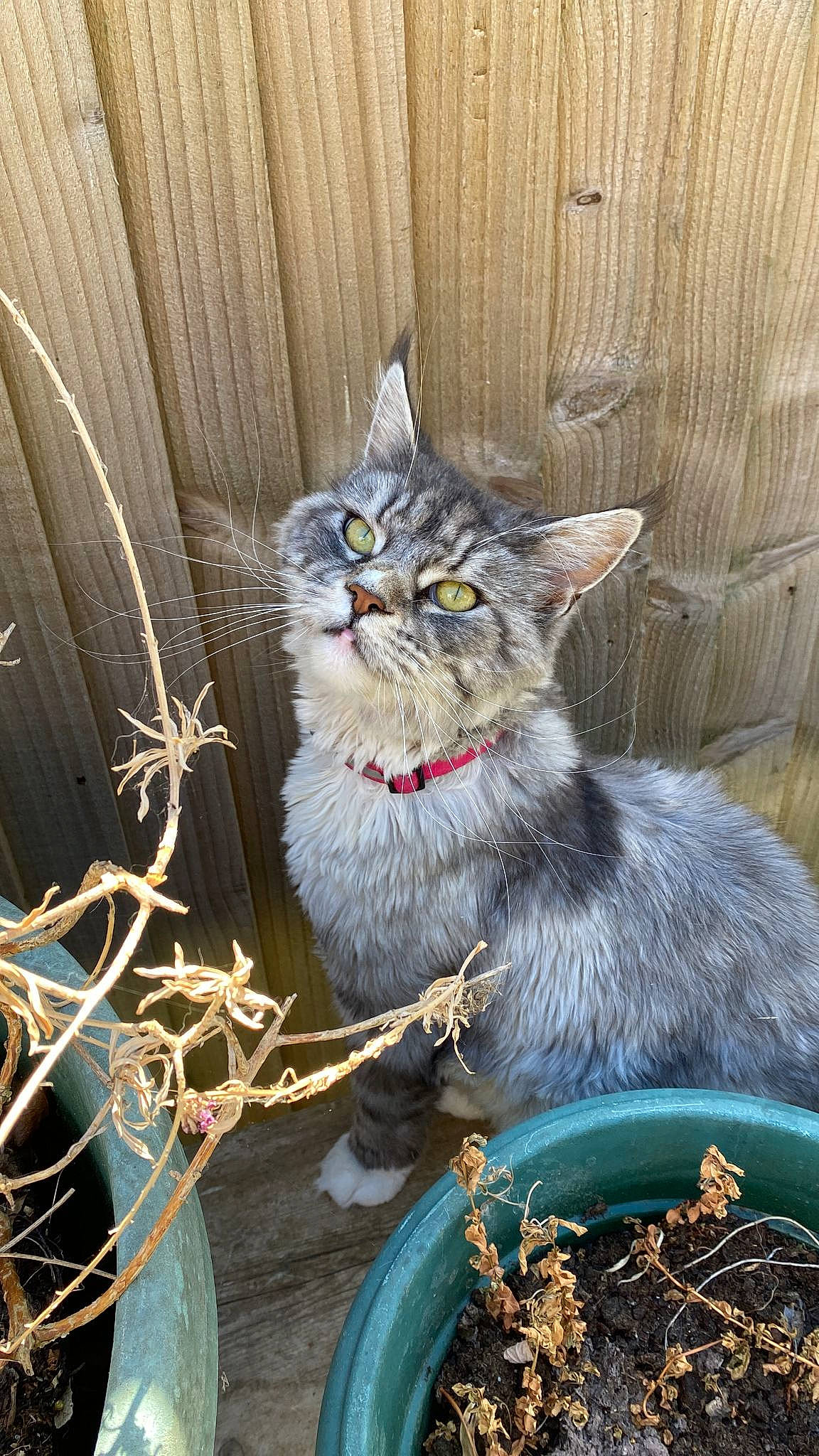 Cassie is registered to the contest to win money with this photo: carnivore, cat, cat_supply, claw, domestic_short_haired_cat, felidae, flowerpot, fur, grass, houseplant, plant, small_to_medium_sized_cats, tail, terrestrial_animal, twig, whiskers, window, wood