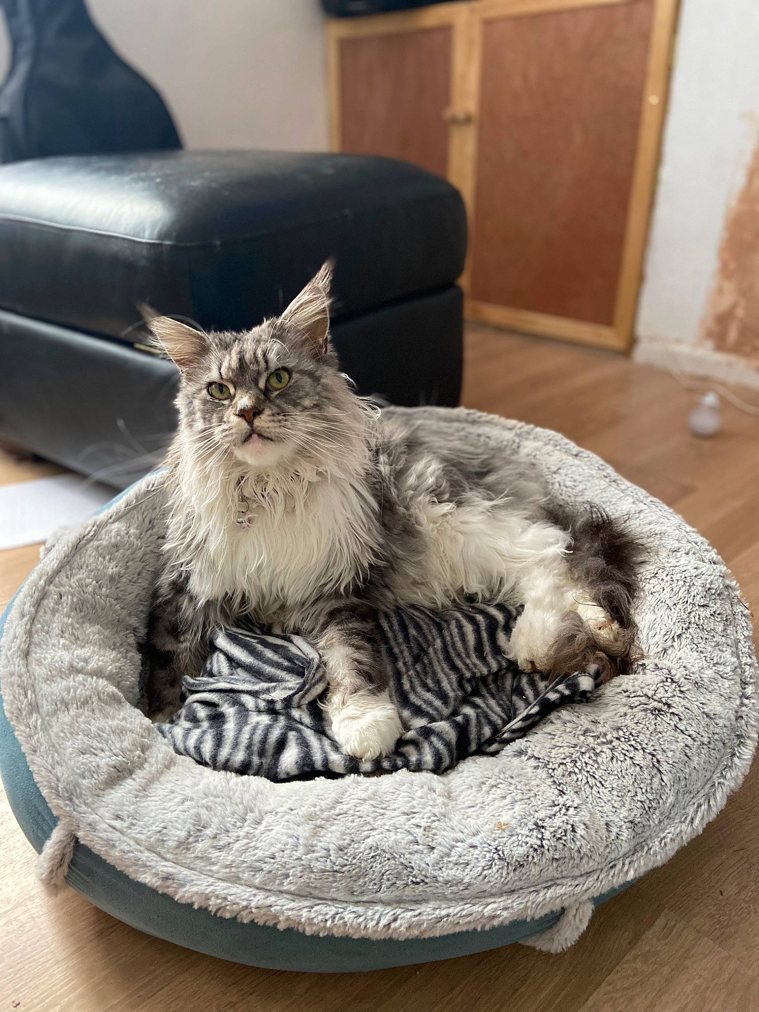 Cassie joined the competition — help win amazing prizes! carnivore, cat, cat_bed, cat_supply, claw, comfort, couch, domestic_short_haired_cat, door, felidae, fur, grey, paw, pet_supply, plant, small_to_medium_sized_cats, snout, tail, terrestrial_animal, whiskers