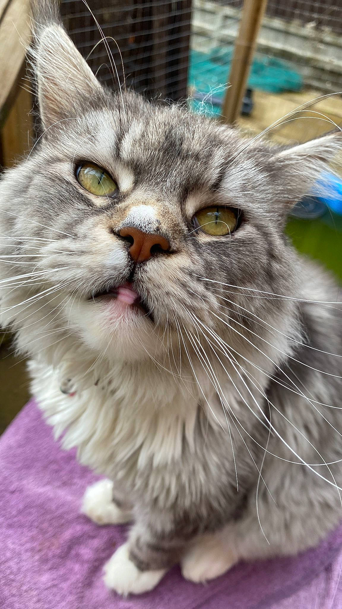 Cassie is registered to the contest to win money with this photo: carnivore, cat, claw, close_up, domestic_short_haired_cat, felidae, fur, grass, paw, plant, small_to_medium_sized_cats, snout, terrestrial_animal, whiskers, window