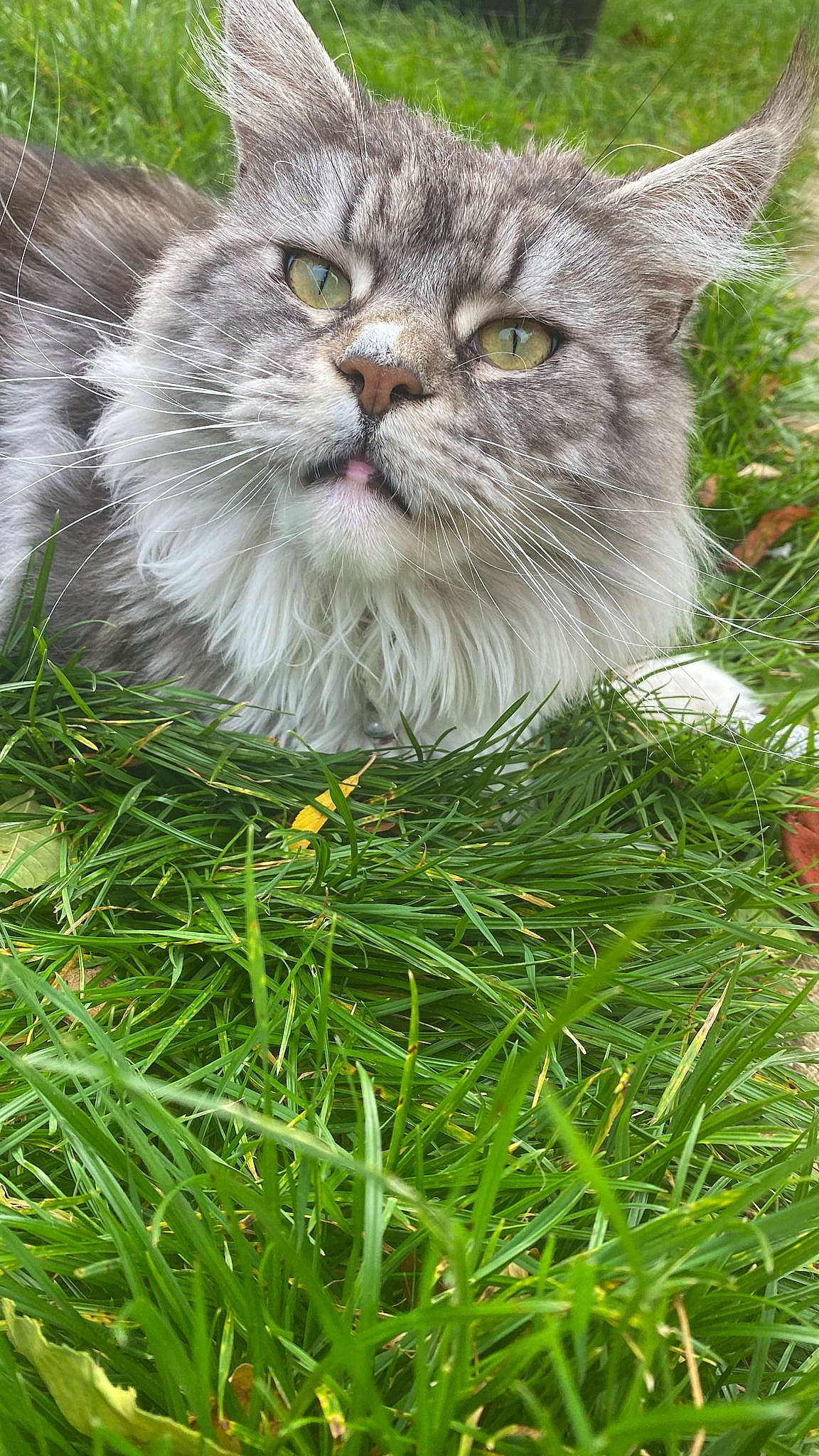 Cassie is registered to the contest to win money with this photo: carnivore, cat, domestic_short_haired_cat, felidae, fur, grass, grass_family, groundcover, herb, herbaceous_plant, holiday, photo_caption, plant, small_to_medium_sized_cats, snout, terrestrial_animal, tree, whiskers, wildlife