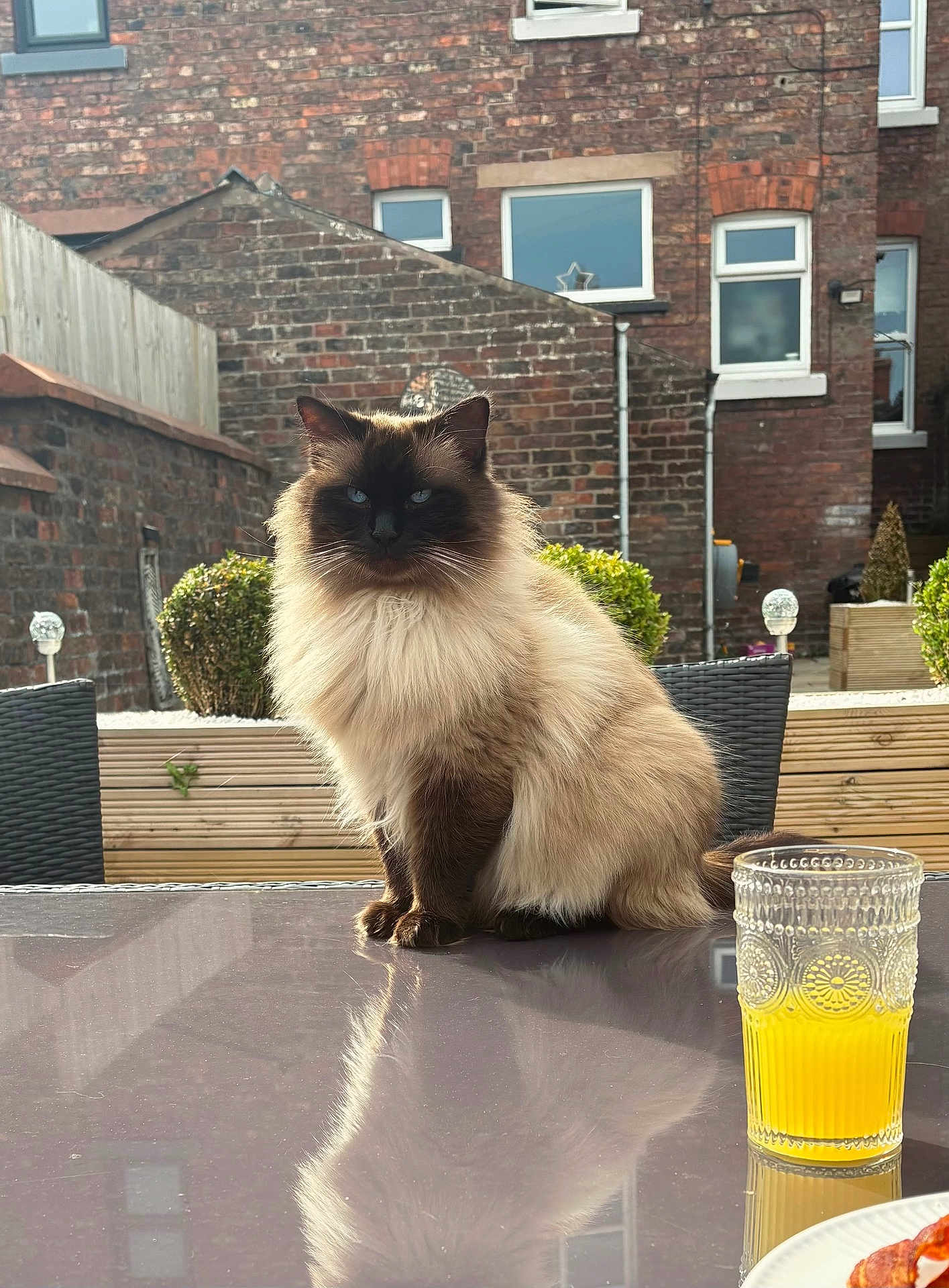 Vinnie joined the competition — help win amazing prizes! cat, fluffy, blue_eyes, glass_table, orange_juice, outdoor, sunlight, brick_wall, window, greenery, bush, chair, backyard, pet, reflection, domestic_animal, morning, relaxing, tabletop, beverage
