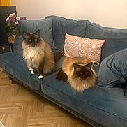 Vinnie joined the competition — help win amazing prizes! cat, fluffy_cat, blue_couch, pillow, wooden_floor, living_room, flower_vase, plant, pet, furniture, indoor, cozy, fur, relaxed, sitting, lying_down, decor, home, table, soft_lighting