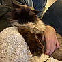 Vinnie is registered to the contest to win money with this photo: cat, sleeping, fluffy, pet, hand, blanket, couch, indoor, relaxing, cozy, fur, animal, resting, comfort, closeup, warm, human, furniture, paws, soft