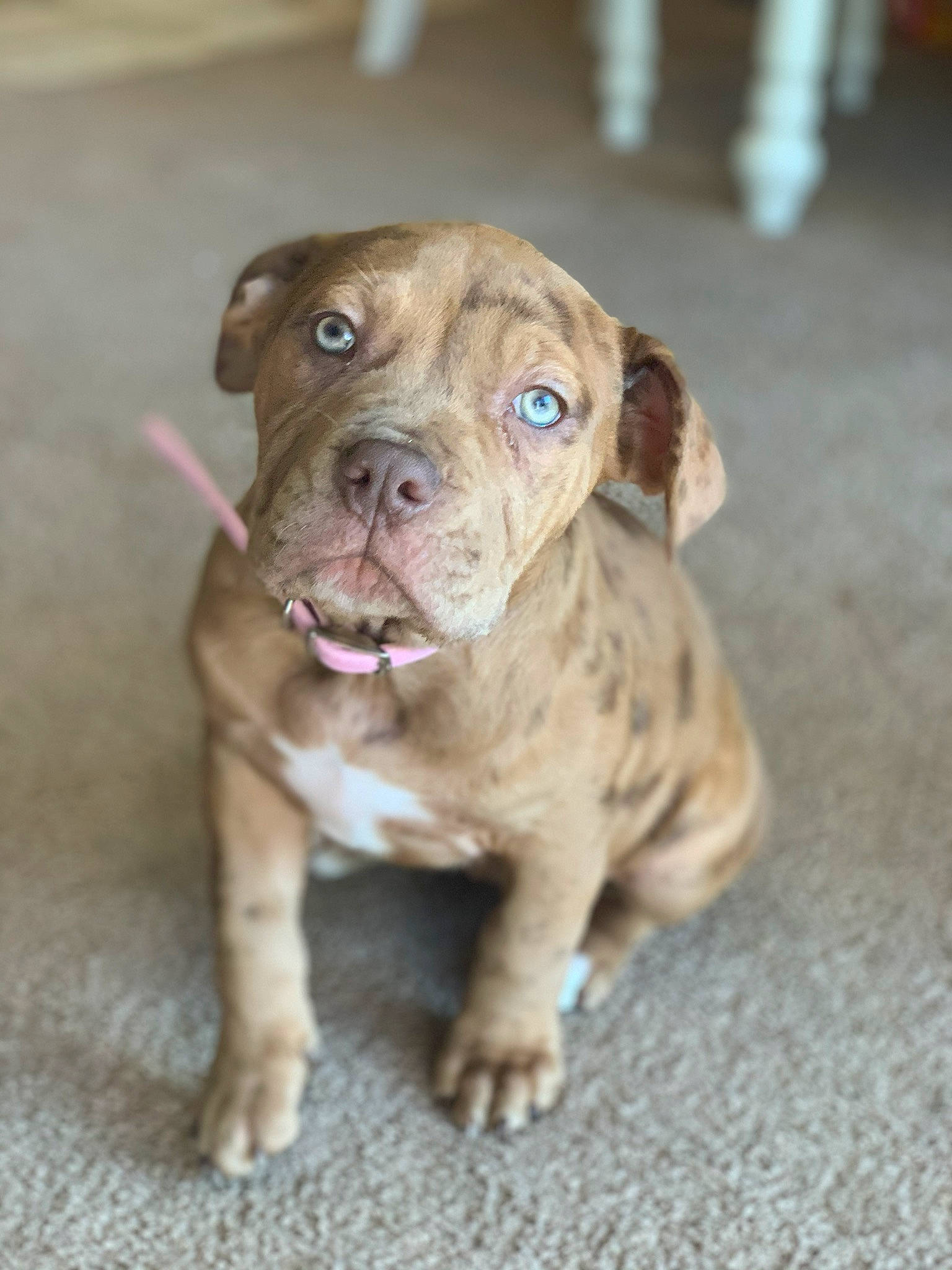 Remy is registered to the contest to win money with this photo: american_bulldog, american_pit_bull_terrier, american_staffordshire_terrier, canidae, carnivore, companion_dog, dog, dog_breed, dogue_de_bordeaux, fawn, mammal, molosser, non_sporting_group, pit_bull, puppy, rare_breed_dog, snout, sporting_group, vertebrate