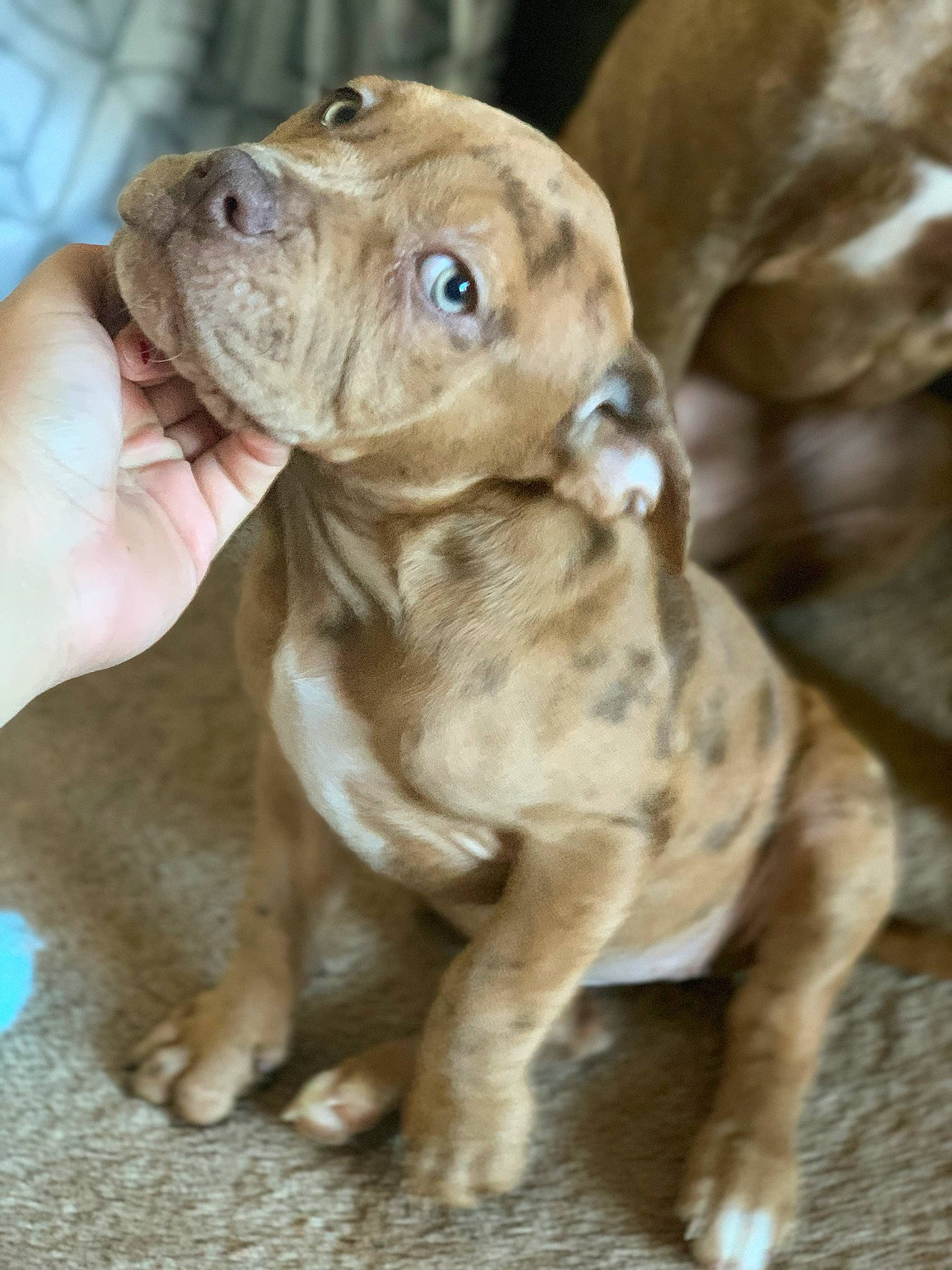 Remy joined the competition — help win amazing prizes! american_pit_bull_terrier, american_staffordshire_terrier, bandog, canidae, carnivore, companion_dog, dog, dog_breed, dogue_de_bordeaux, fawn, mammal, molosser, non_sporting_group, pit_bull, puppy, rare_breed_dog, sporting_group, vertebrate