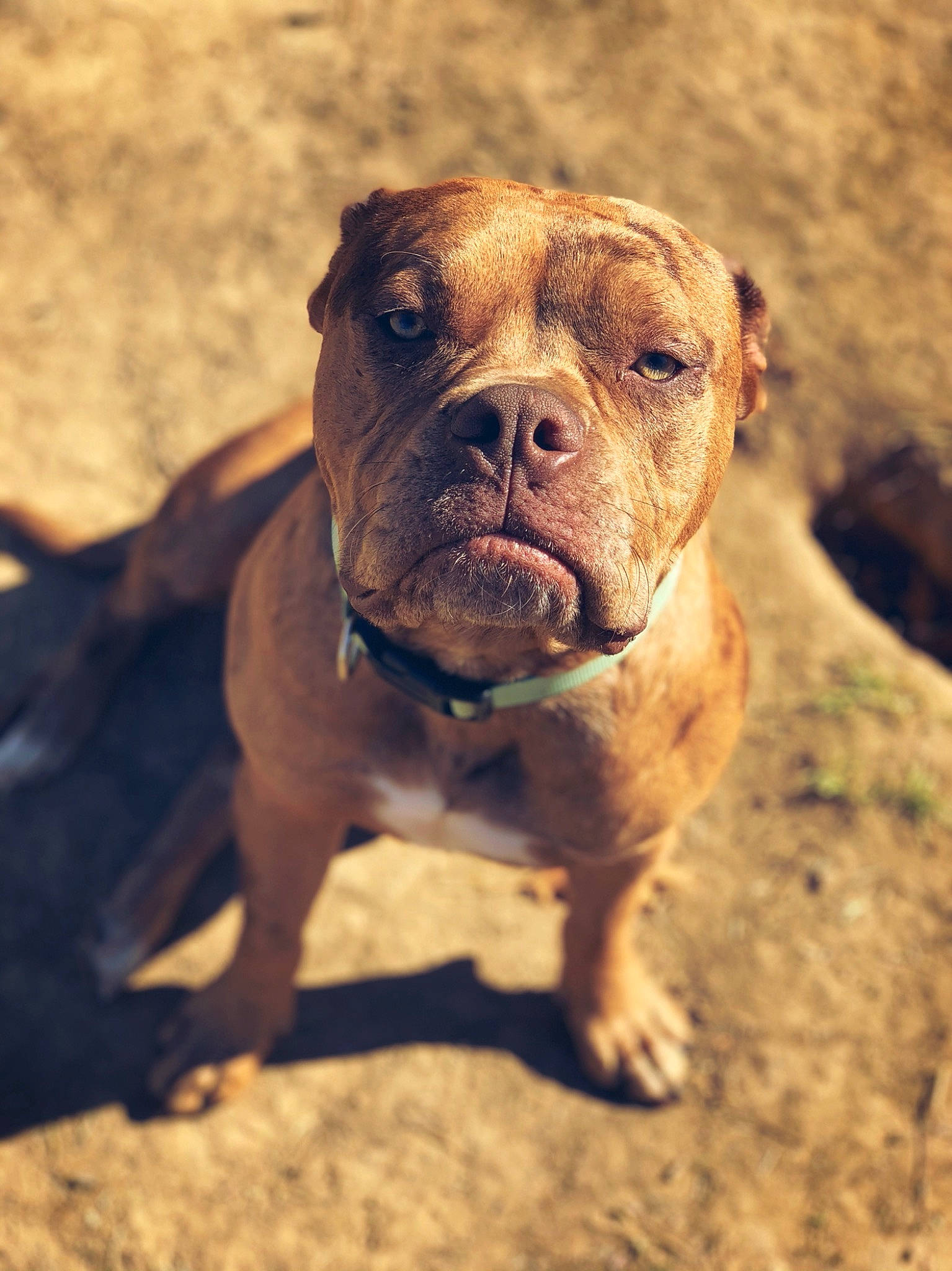 Remy joined the competition — help win amazing prizes! ancient_dog_breeds, canidae, carnivore, companion_dog, dog, dog_breed, fawn, liver, non_sporting_group, snout, soil, sporting_group, terrestrial_animal, working_animal, working_dog, wrinkle