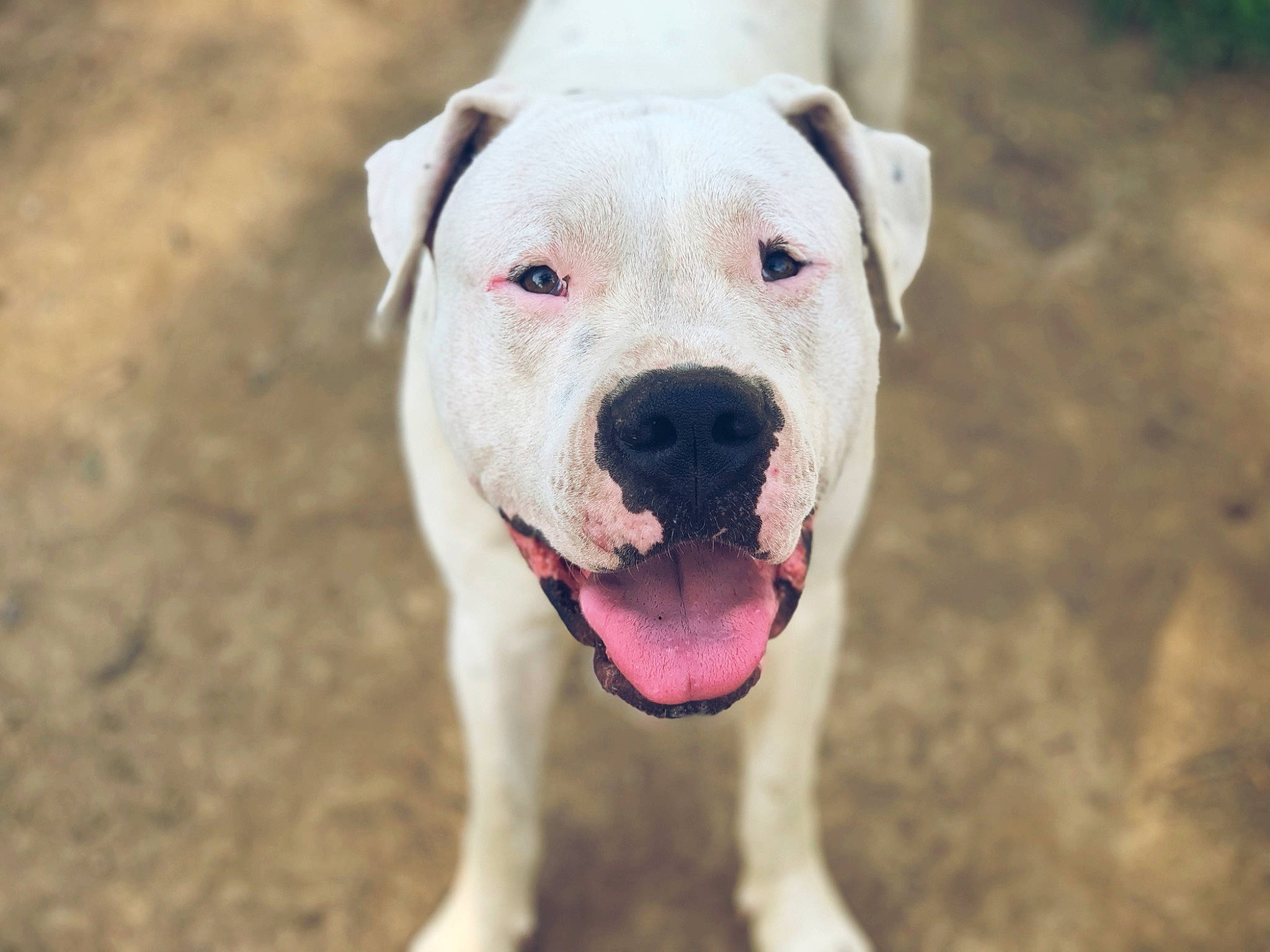 Sosa joined the competition — help win amazing prizes! canidae, carnivore, collar, companion_dog, cordoba_fighting_dog, dog, dog_breed, dog_collar, dogo_guatemalteco, fawn, molosser, non_sporting_group, old_english_bulldog, snout, sporting_group, terrestrial_animal, whiskers, working_animal, working_dog, wrinkle