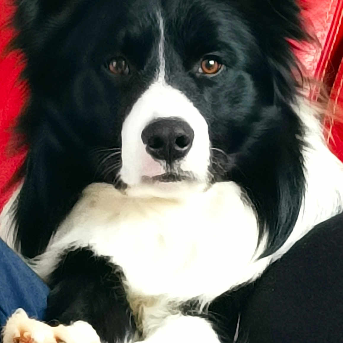 Bandit participe au concours pour gagner de l'argent avec cette photo : animal, architecture, building, canine, chair, cockerspaniel, collie, couch, cushion, dog, eskimodog, furniture, homedecor, husky, indoors, livingroom, papillon, pet, puppy, room