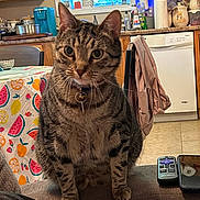 Lucy joined the competition — help win amazing prizes! cat, tabby, pet, indoor, furniture, couch, remote_control, phone, kitchen, window, tablecloth, colorful, collar, bell, curious, domestic_animal, household, appliances, chair, jacket