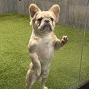 Güero joined the competition — help win amazing prizes! dog, french_bulldog, small_dog, standing, paws, paw_on_glass, glass_panel, artificial_grass, turf, tile_wall, ears, cute, expression, pet, portrait, curious, indoor, reflection, nose, waiting