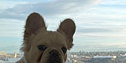 Güero is registered to the contest to win money with this photo: dog, puppy, french_bulldog, pet, window, cityscape, skyline, sky, clouds, indoors, portrait, ears, whiskers, sill, apartment, cuteness, fur, urban, sitting, curious