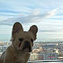 dog, puppy, french_bulldog, pet, window, cityscape, skyline, sky, clouds, indoors, portrait, ears, whiskers, sill, apartment, cuteness, fur, urban, sitting, curious