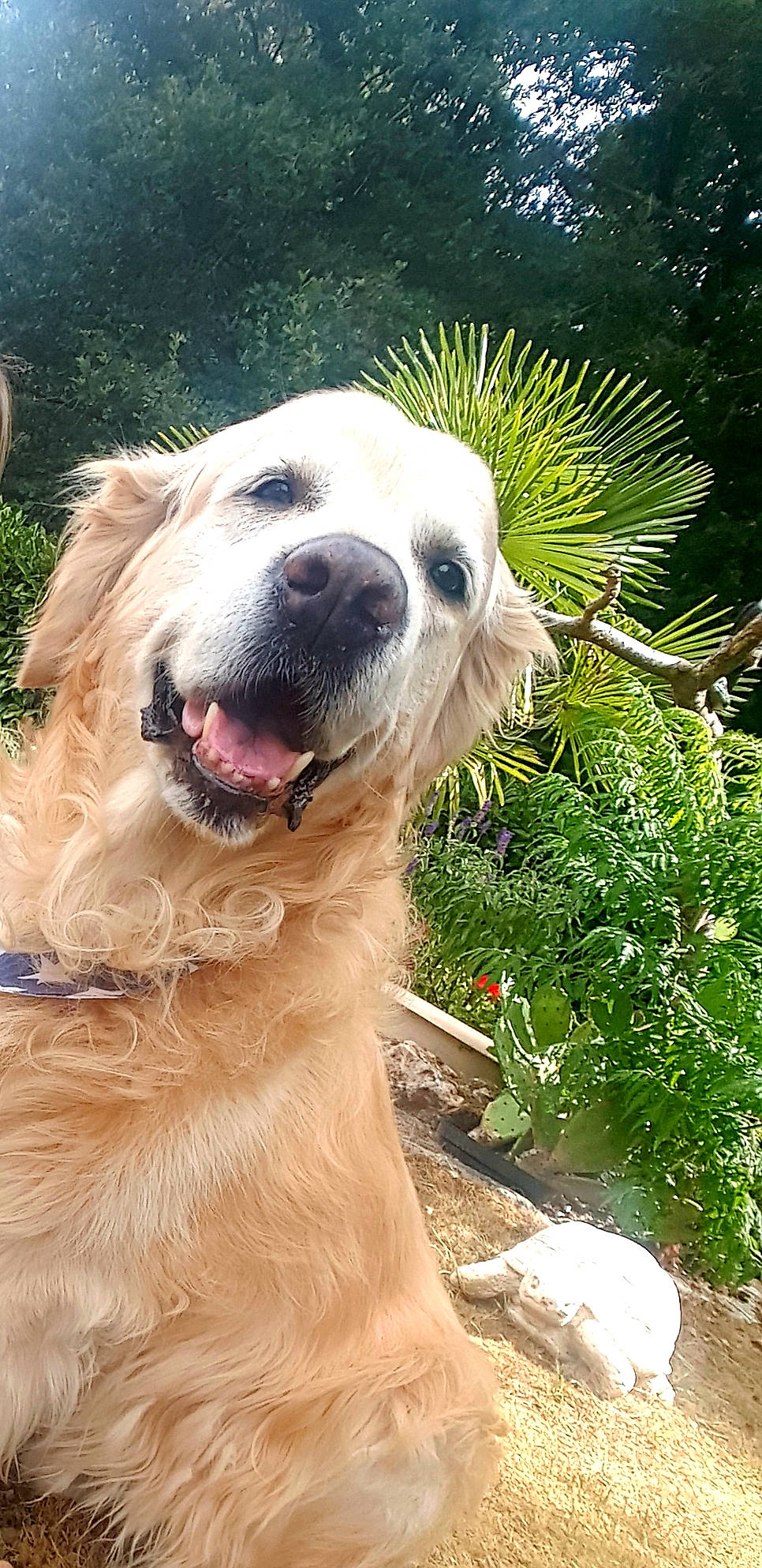 Diego a rejoint le concours — aidez-le/la à gagner de superbes lots ! canidae, carnivore, companion_dog, dog, dog_breed, fawn, golden_retriever, mammal, retriever, snout, sporting_group, vertebrate