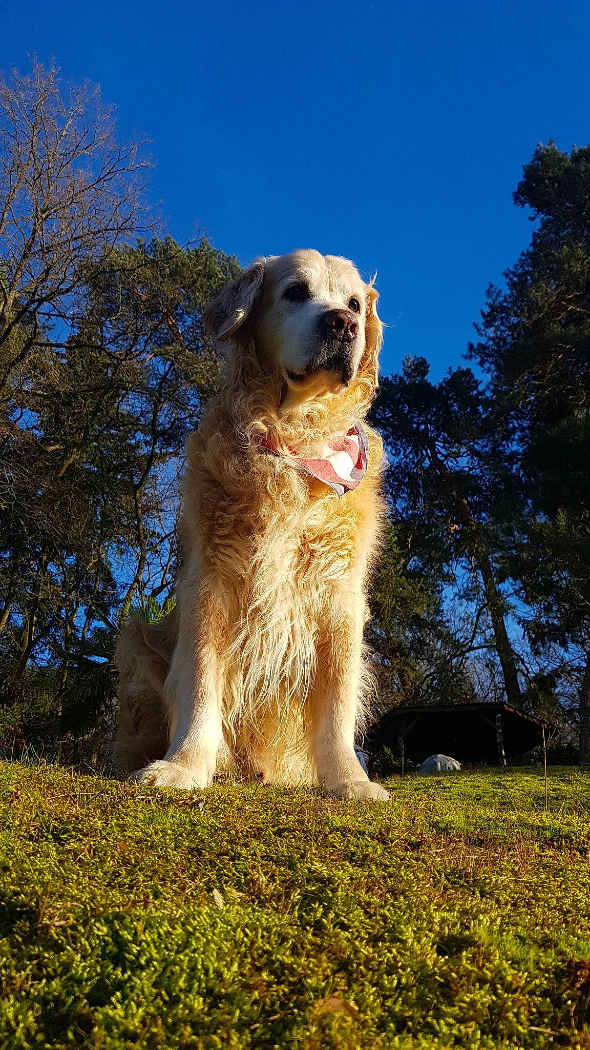 Diego a rejoint le concours — aidez-le/la à gagner de superbes lots ! canidae, carnivore, companion_dog, dog, dog_breed, fawn, golden_retriever, grass, mammal, plant, retriever, sky, sporting_group, tree, vertebrate