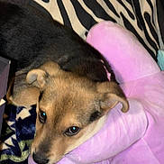 Rosey joined the competition — help win amazing prizes! puppy, dog, plush_toy, purple, snuggling, blanket, zebra_pattern, resting, cute, pet, fur, ears, eyes, indoor, cozy, soft_texture, animal, sleepy, comfort, closeup