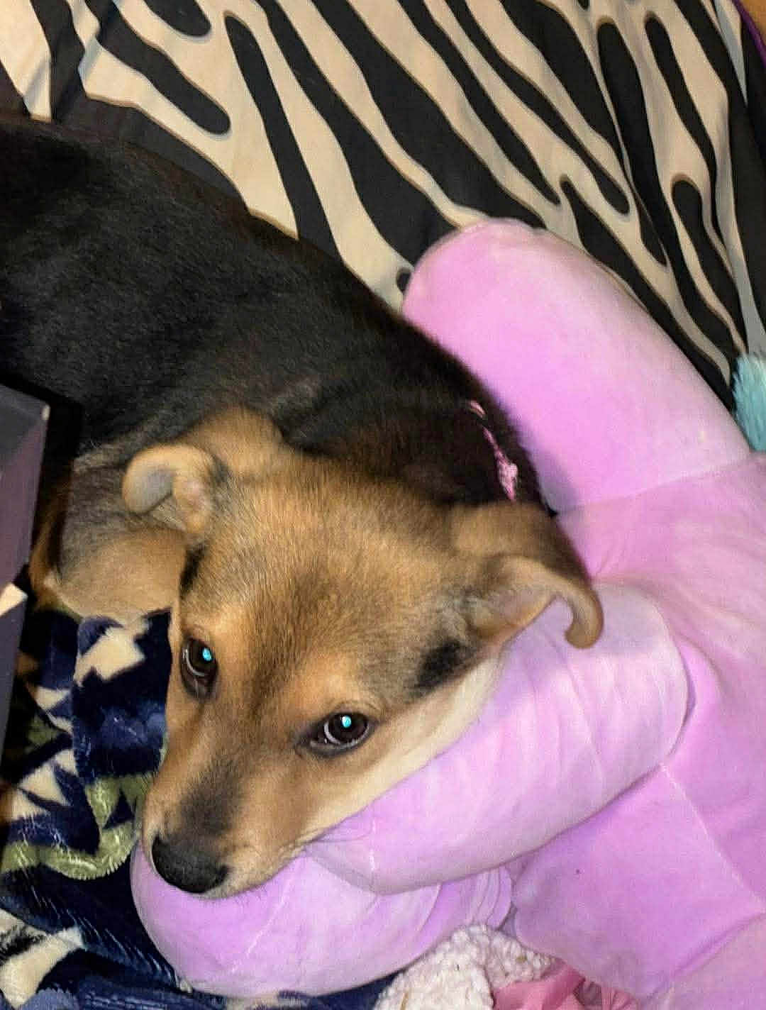 Rosey joined the competition — help win amazing prizes! puppy, dog, plush_toy, purple, snuggling, blanket, zebra_pattern, resting, cute, pet, fur, ears, eyes, indoor, cozy, soft_texture, animal, sleepy, comfort, closeup