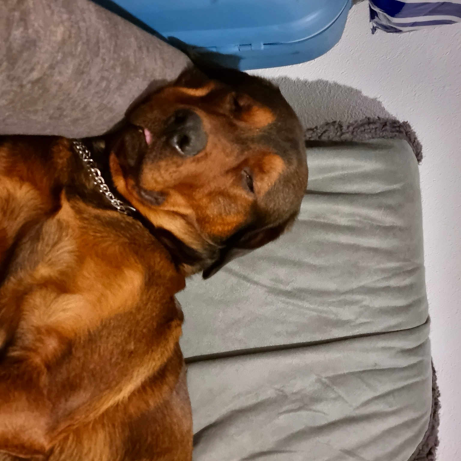 Scooby Doo