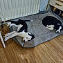 Apollon a rejoint le concours — aidez-le/la à gagner de superbes lots ! animal, bed, black_and_white, cables, cozy, cute, dog, domestic, floor, furniture, home, indoor, napping, pet, radiator, relaxed, resting, sleeping, two_dogs, wooden_floor