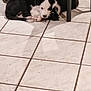 Apollon a rejoint le concours — aidez-le/la à gagner de superbes lots ! animal, black_and_white, curious, curled_up, cute, dog, domestic, floor, indoor, legs, looking, lying_down, pet, puppy, resting, shadow, shoes, table, tile, young
