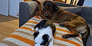 Apollon a rejoint le concours — aidez-le/la à gagner de superbes lots ! black_and_white_puppy, blanket, brown_dog, chair, couch, cozy, dog, domestic, furniture, home, house, indoor, kitchen, living_room, pet, puppy, relaxing, resting, table, wood_floor