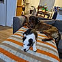 black_and_white_puppy, blanket, brown_dog, chair, couch, cozy, dog, domestic, furniture, home, house, indoor, kitchen, living_room, pet, puppy, relaxing, resting, table, wood_floor